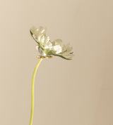 PLAIN RING(THIN) 【一部予約注文:3/10頃発送】