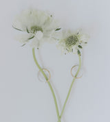 BICOLOR RING 【一部予約注文：1/20頃発送】